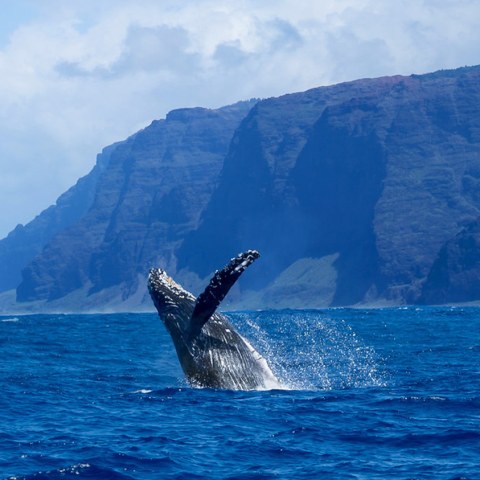 Kauai whale watching tour