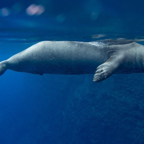 Hawaiian Monk Seal