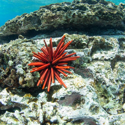 Niihau dive tour