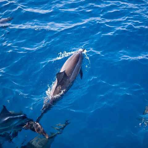 Kauai dolphins