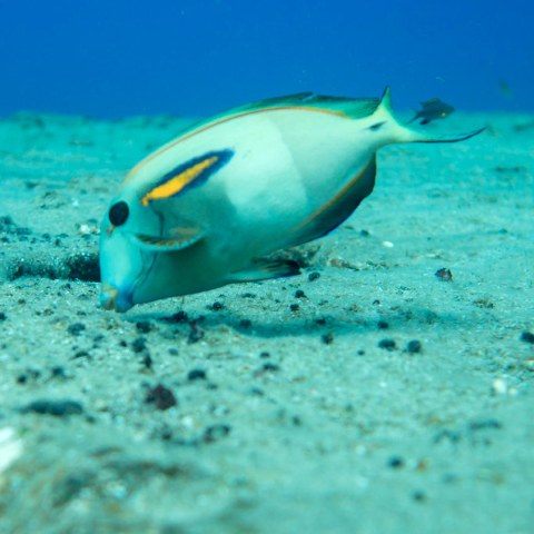 Kauai fishing charter