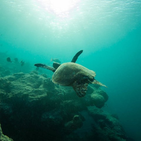 Tunnels Snorkeling tour